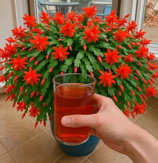 Les astuces les plus efficaces pour faire fleurir le cactus de Noël toute l’année
