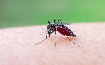 L’Europe pourrait devenir un foyer du chikungunya avec la chaleur qui étend l’habitat des moustiques