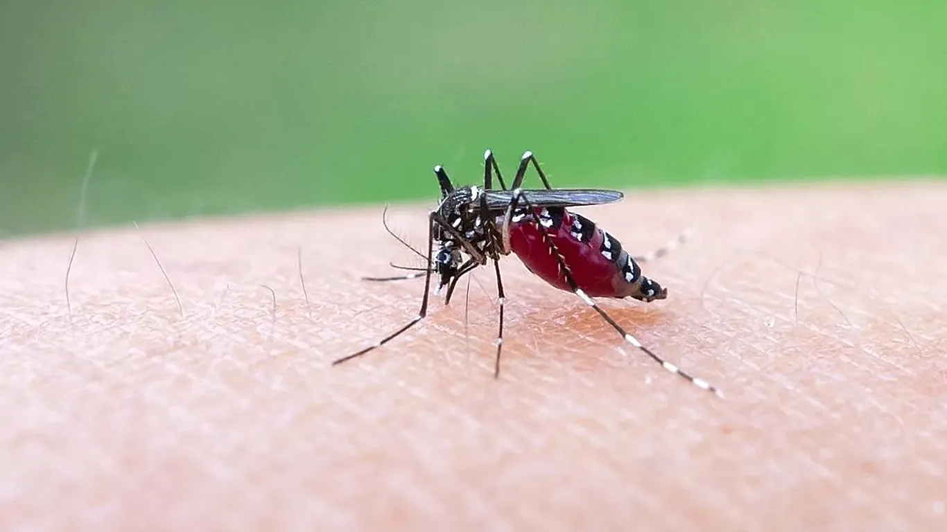 L’Europe pourrait devenir un foyer du chikungunya avec la chaleur qui étend l’habitat des moustiques