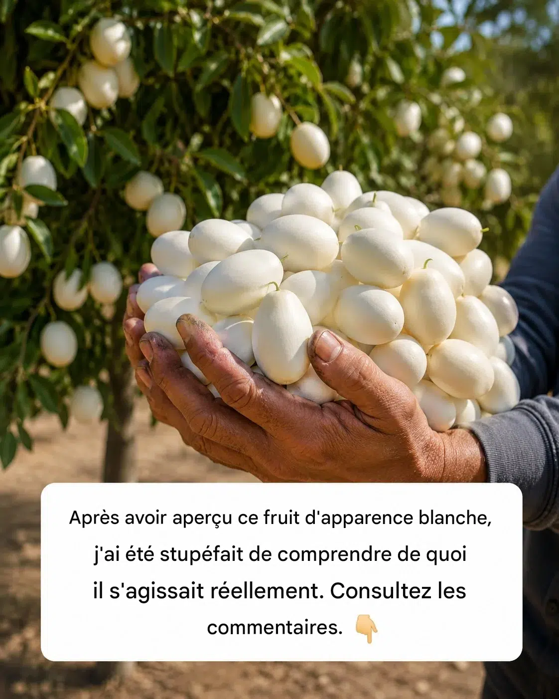 Pourquoi les aubergines ont-elles reçu ce nom inhabituel ?