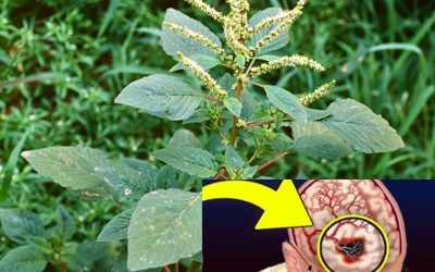 Si vous voyez cette plante dans votre jardin, vous avez un véritable trésor entre les mains : un superaliment et un puissant oxygénateur cérébral méconnu.
