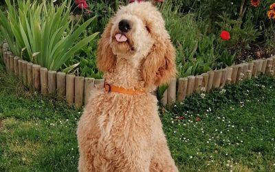 Le caniche royal comme chien d’assistance