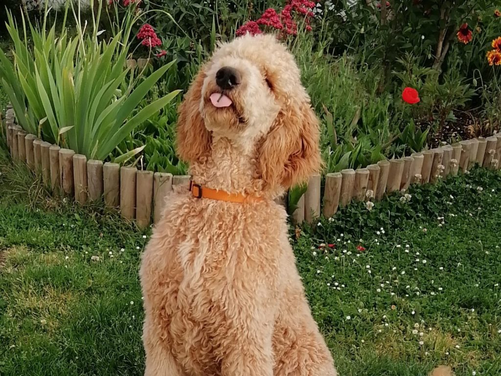 Le caniche royal comme chien d’assistance