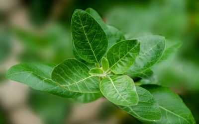 Cette plante est une arme fatale contre le stress et pour mieux dormir, ce médecin est catégorique