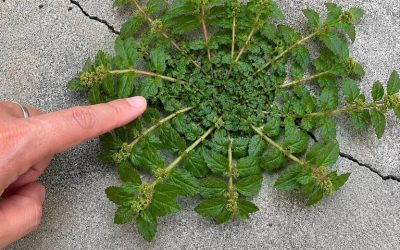 Une seule feuille de cette plante vaut une mine d’or !