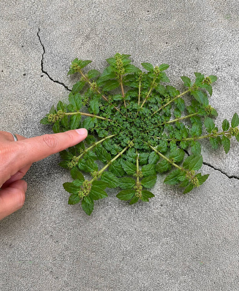 Une seule feuille de cette plante vaut une mine d’or !