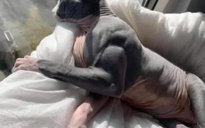 Avez-vous vu ce chat « musclé » ? Au début, on a cru à un montage, mais en fait…