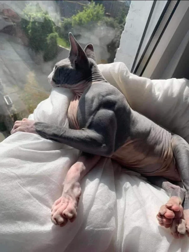 Avez-vous vu ce chat « musclé » ? Au début, on a cru à un montage, mais en fait…